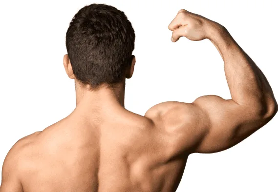 Muscle