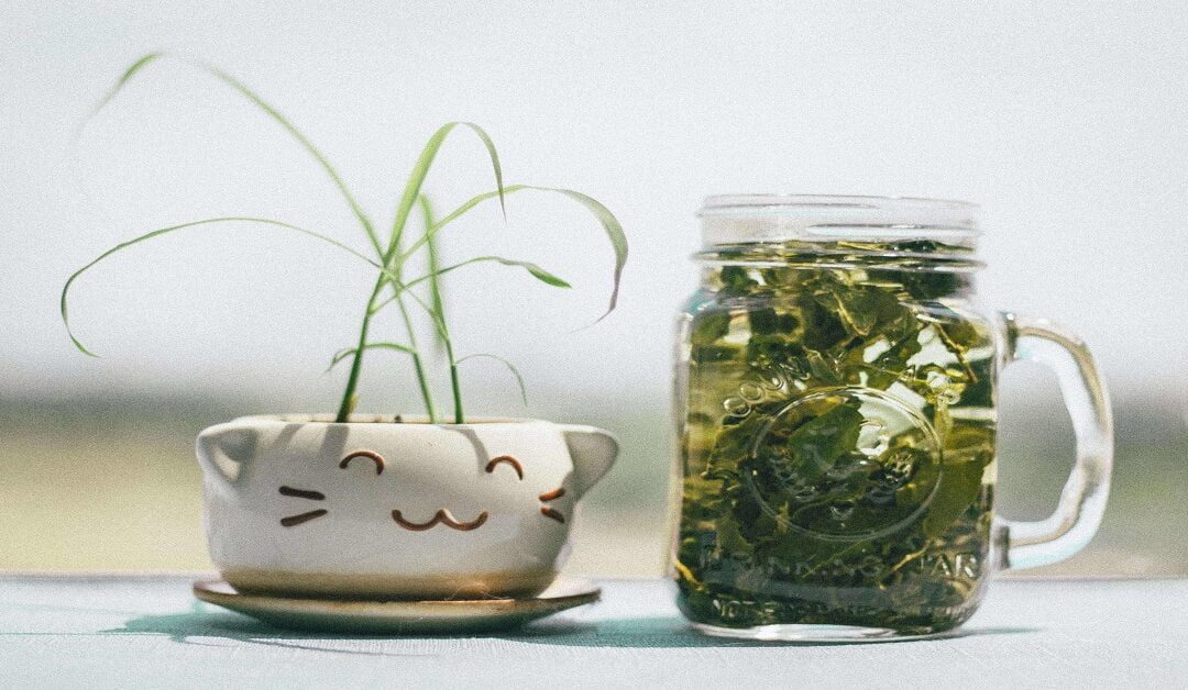 Benefits of green tea for skin