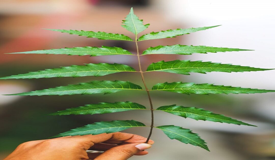 Neem Benefits For Health, Skin and hair