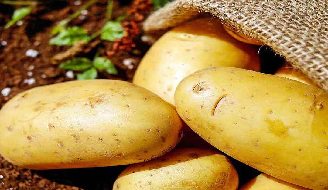 is potato a fruit or vegatable?