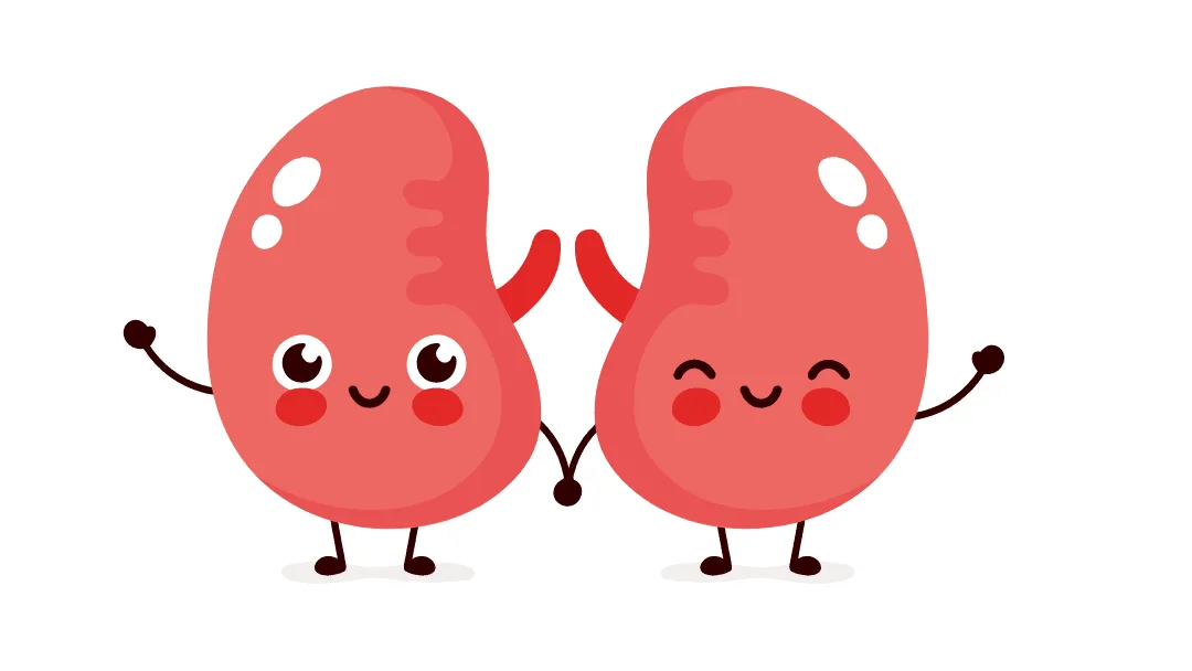 Rise and Kidney Shine
