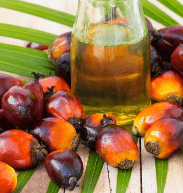 Showcasing Palm Oil: 15 Surprising Facts You Didn’t Know