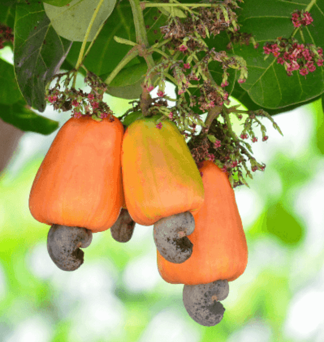 Unlocking the Nutritional Secrets of Tree Nuts