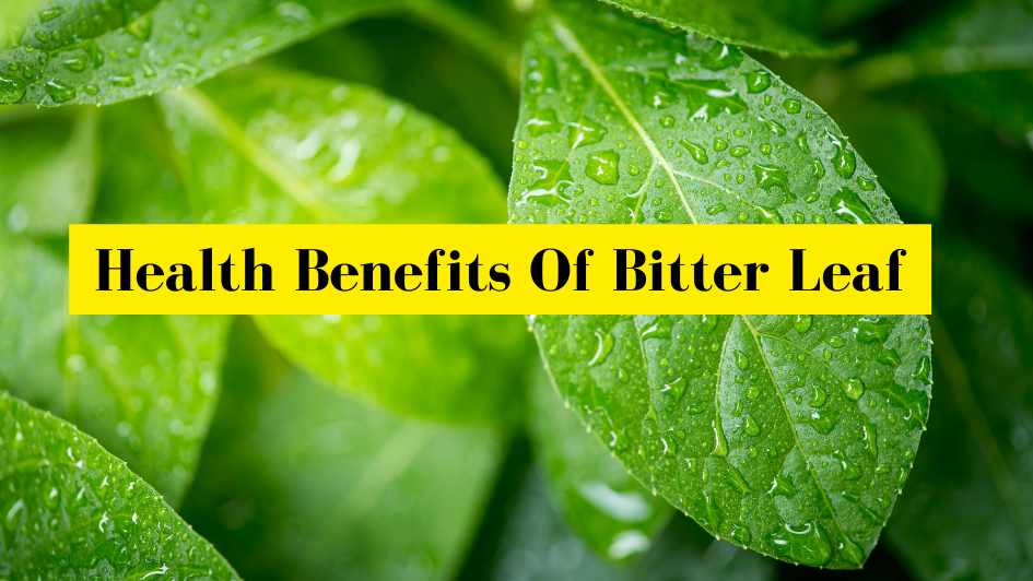 Amazing Health Benefits of Bitter Leaf That You Might Be Unaware!