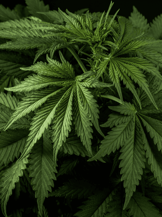 Discover the Shocking Truth Behind the Cannabis Revolution!