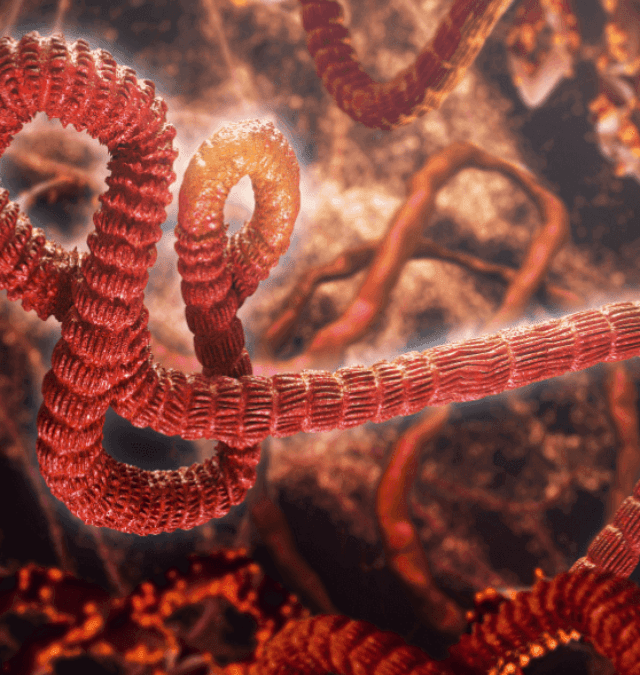 10 Must-Know Ebola Insights!