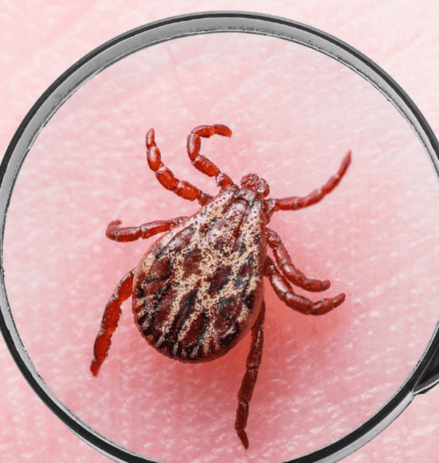 Facts About Tick-Borne Lyme Disease You Need to Know!