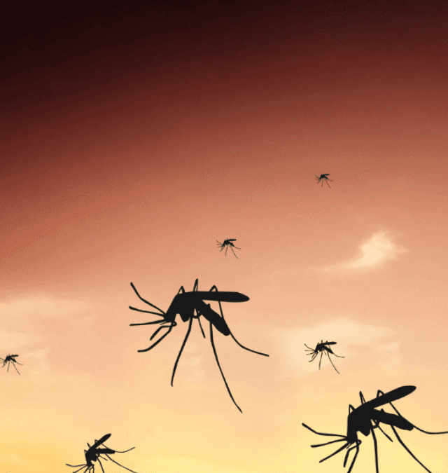 Top 10 Mosquito Killers: Keep Your Home Mosquito-Free!