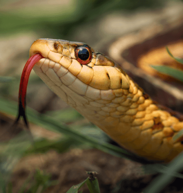 Snake Bite Alert: 10 Vital Insights!